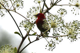 صورة Myzomela caledonica Forbes & WA 1879