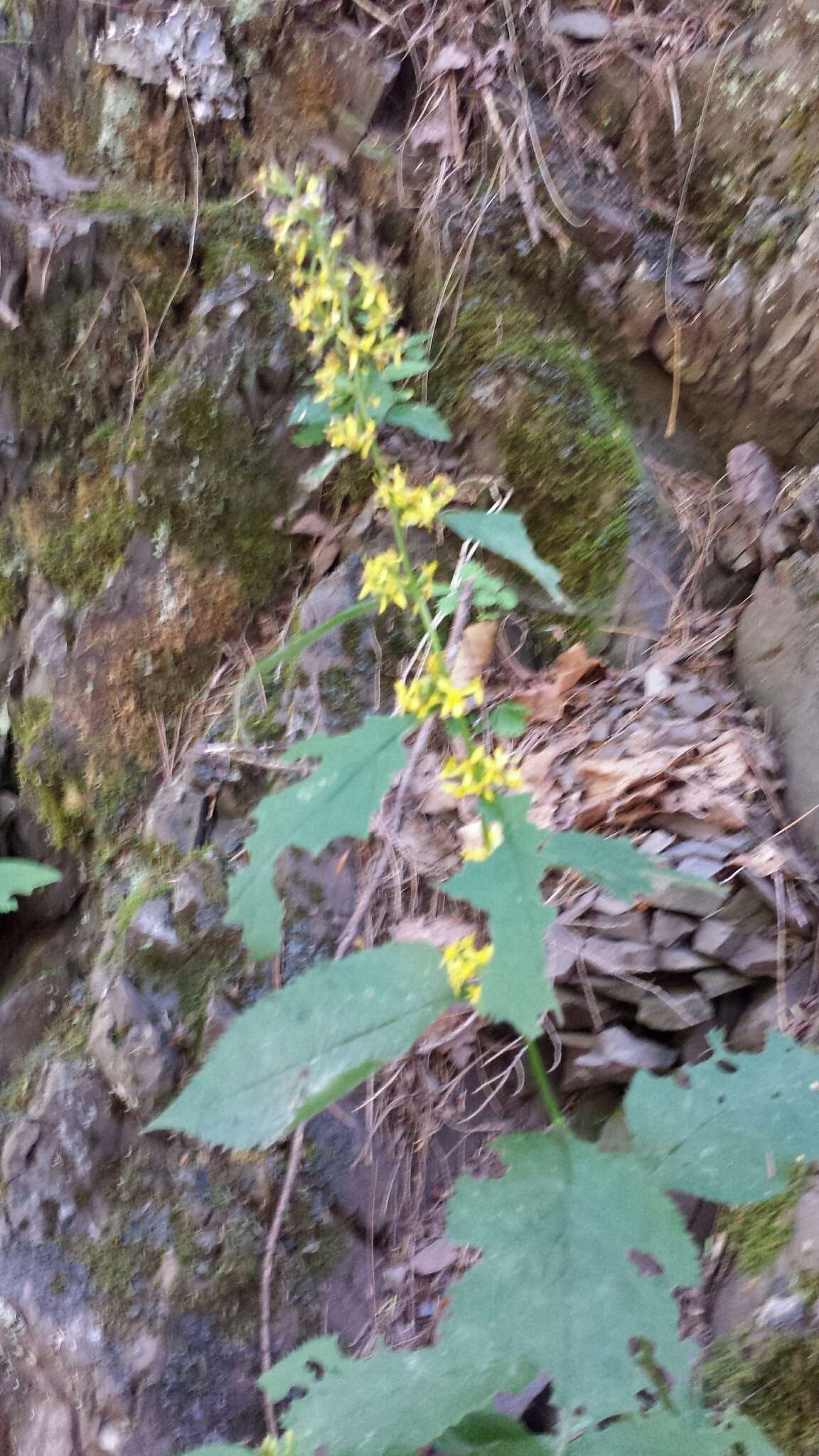 Image of Broad-leaved goldenrod