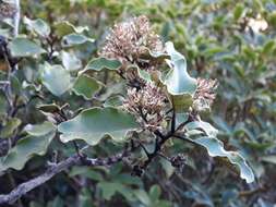 Слика од Olearia paniculata (J. R. & G. Forst.) Druce