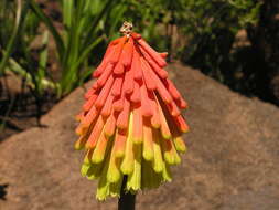 Image of Kniphofia rigidifolia E. A. Bruce