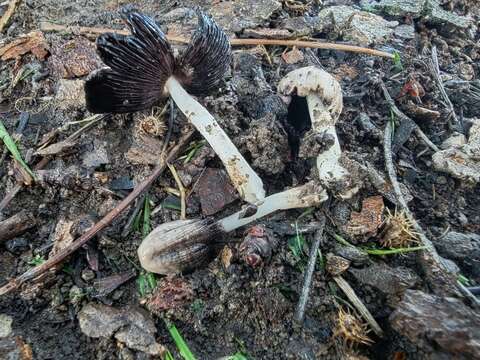 Image of Coprinellus bipellis (Romagn.) P. Roux, Guy García & Borgarino 2006