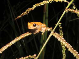 Image of Koechlin's Treefrog