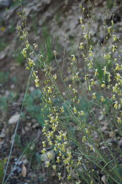 Image of Streptanthus glandulosus subsp. sonomensis (Kruckeberg) M. Mayer & D. W. Taylor