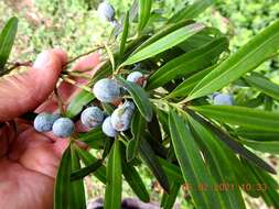 Plancia ëd Podocarpus elatus R. Br. ex Endl.