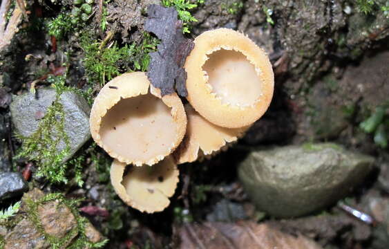 Image de Tarzetta cupularis (L.) Svrček 1981