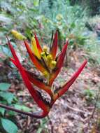 Image of Heliconia hirsuta L. fil.