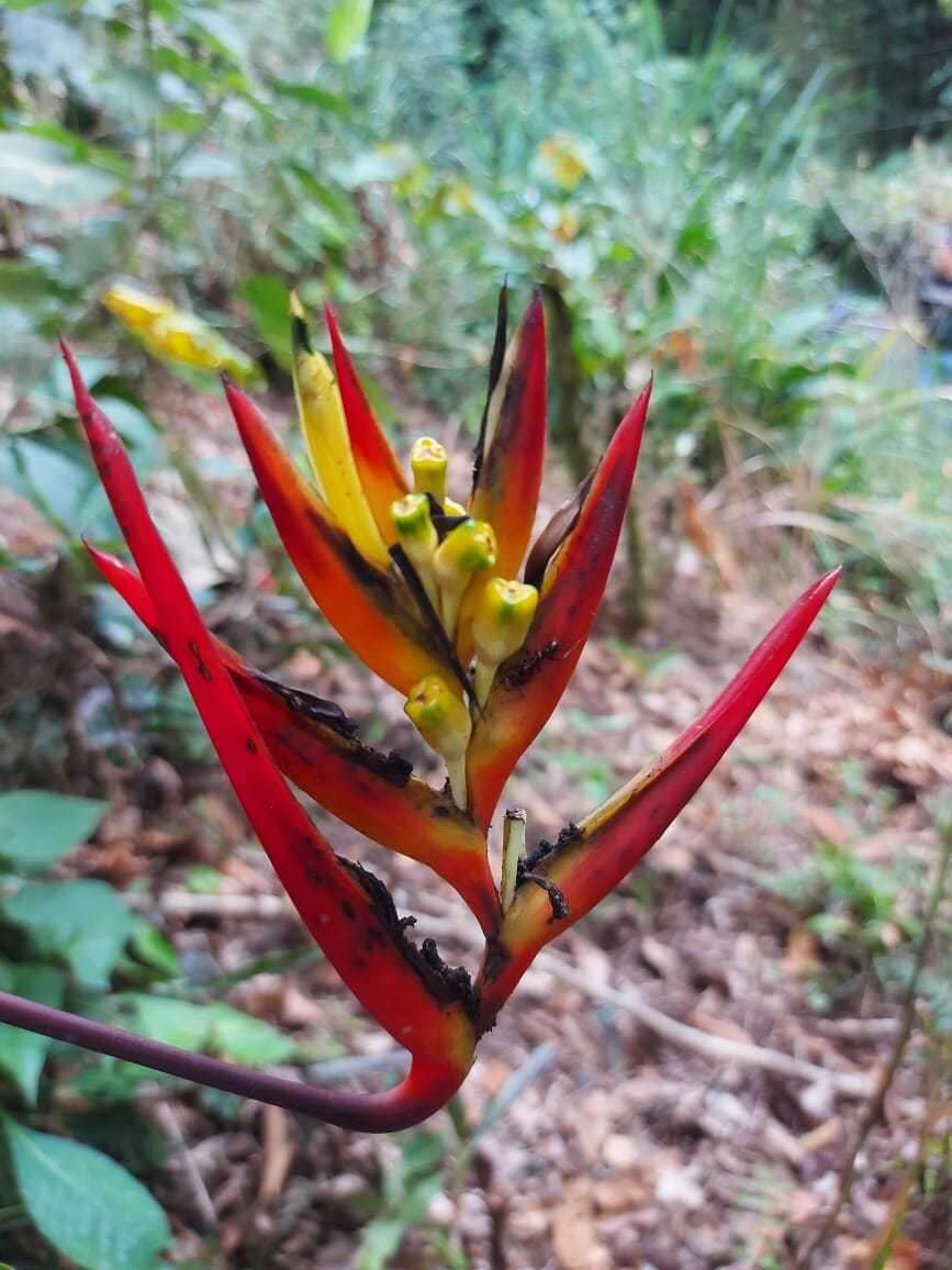 Image of Heliconia hirsuta L. fil.