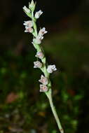 Image of Goodyera nankoensis Fukuy.