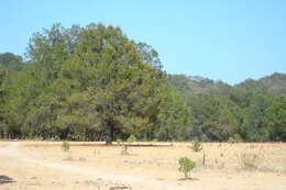 Pinus cembroides subsp. lagunae (Rob.-Pass.) D. K. Bailey resmi