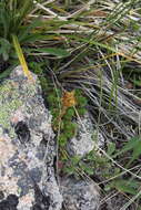 Image of Saxifraga caucasica Somm. & Levier