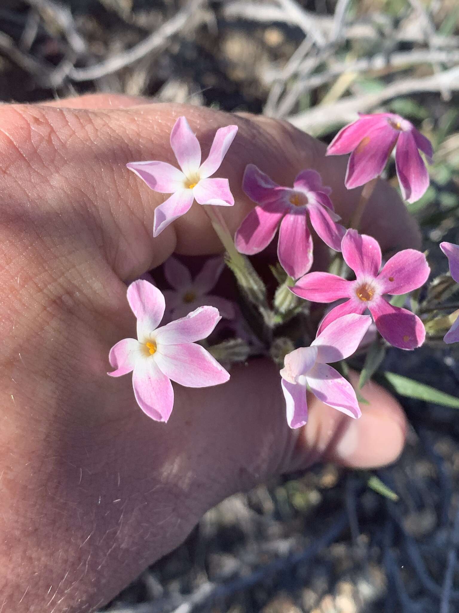 Image of cold-desert phlox