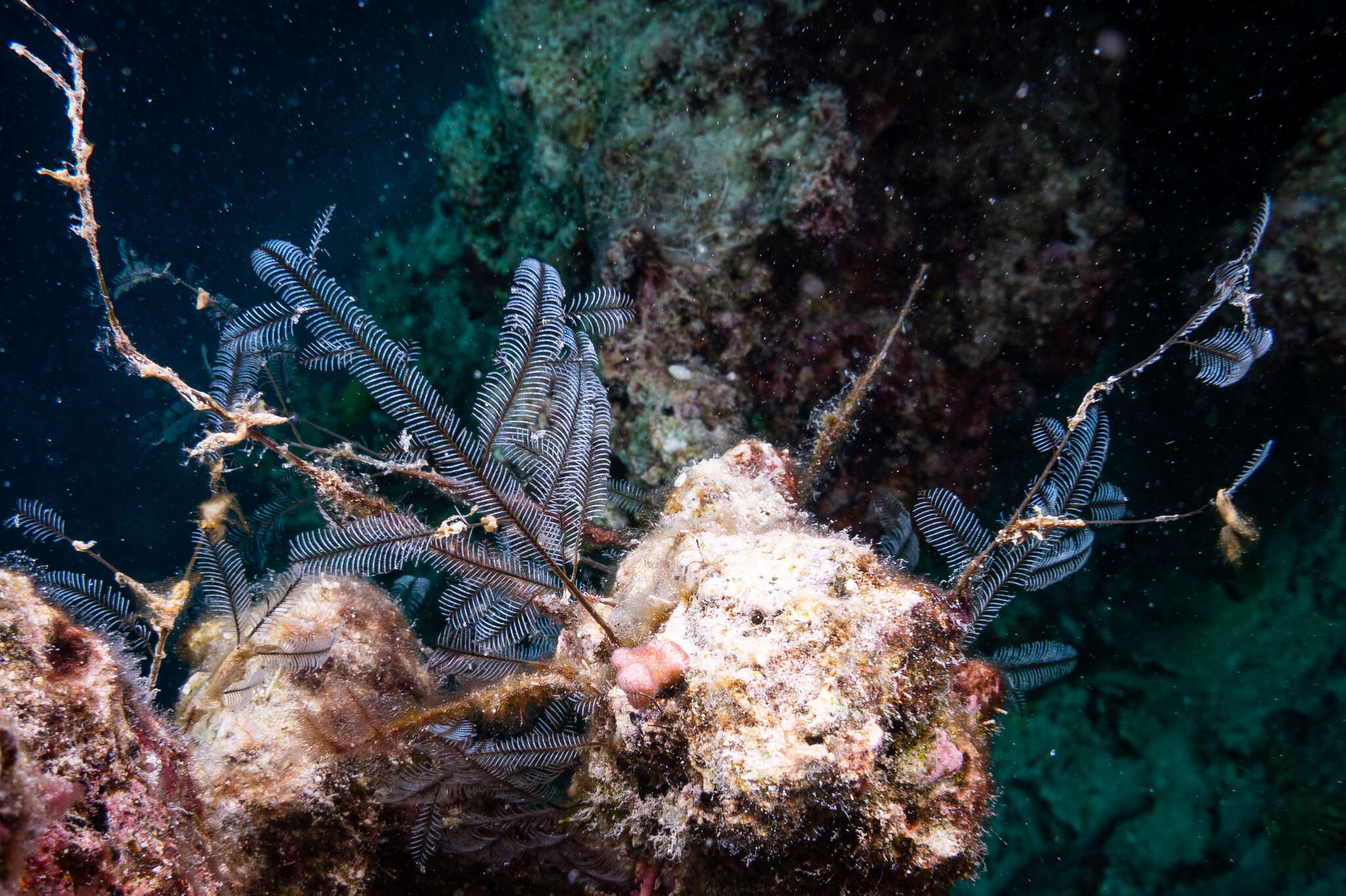 Image of Delicate white stinging hydroids