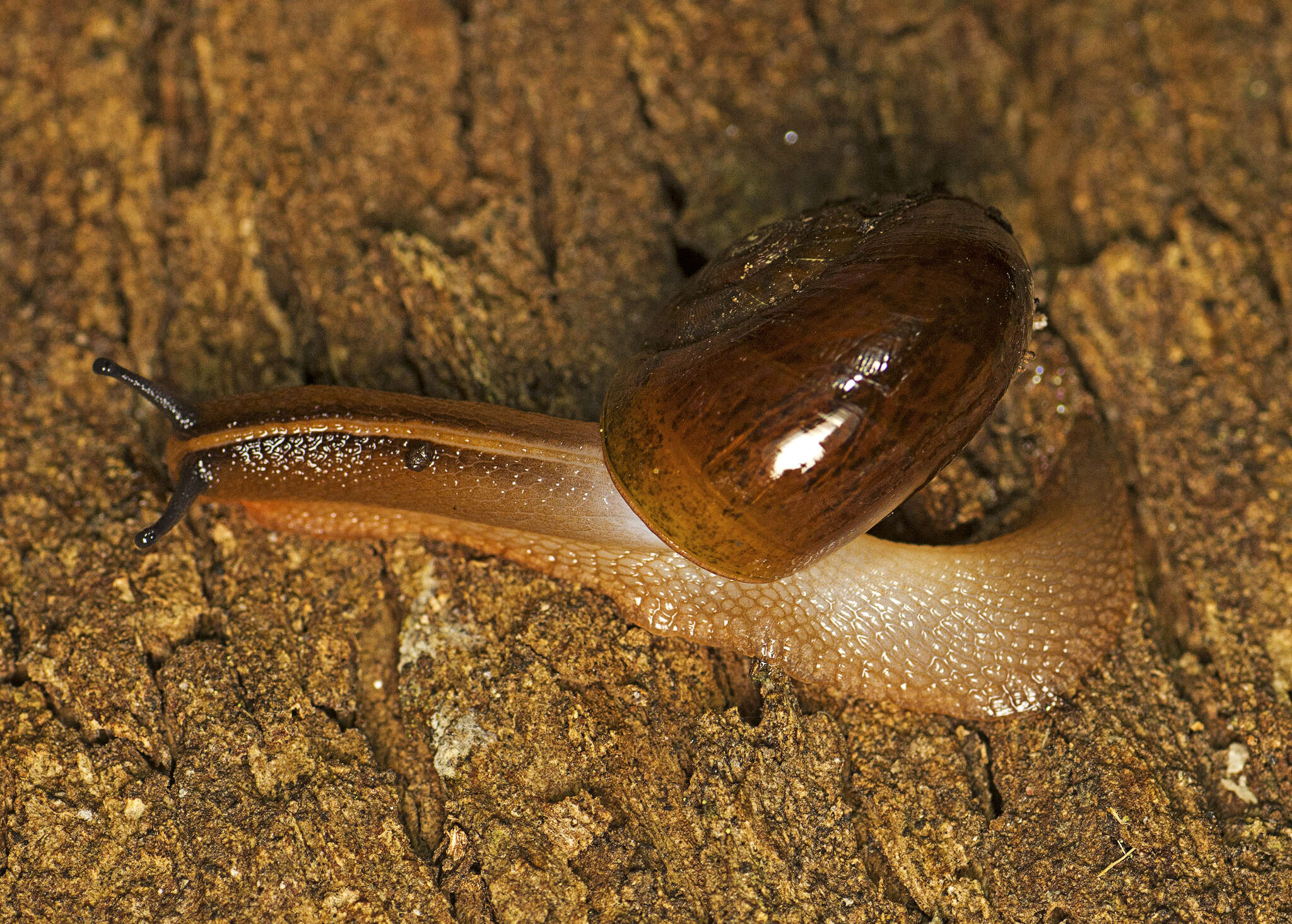 صورة Terrycarlessia turbinata Stanisic 2010