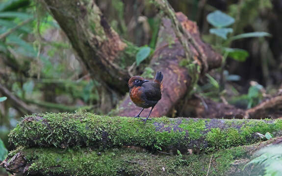 Image of Rufous-breasted Antthrush