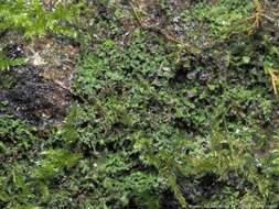 Image of agonimia lichen