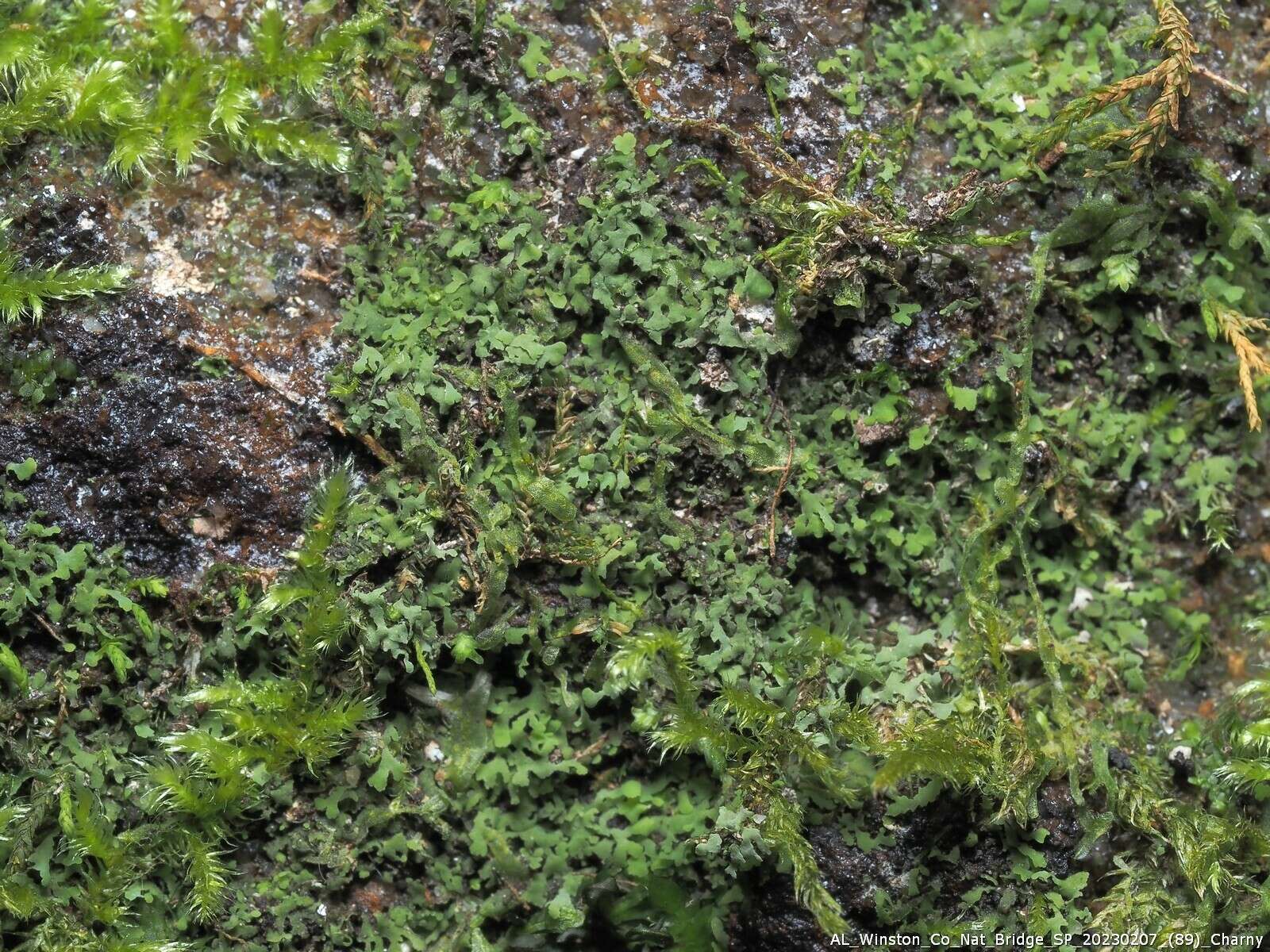Image of agonimia lichen