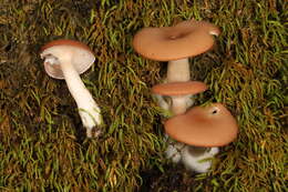 Image de Clitocybe americana H. E. Bigelow 1976