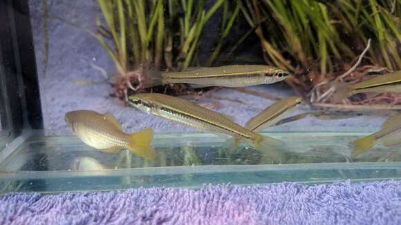 Image of fly-specked hardyhead