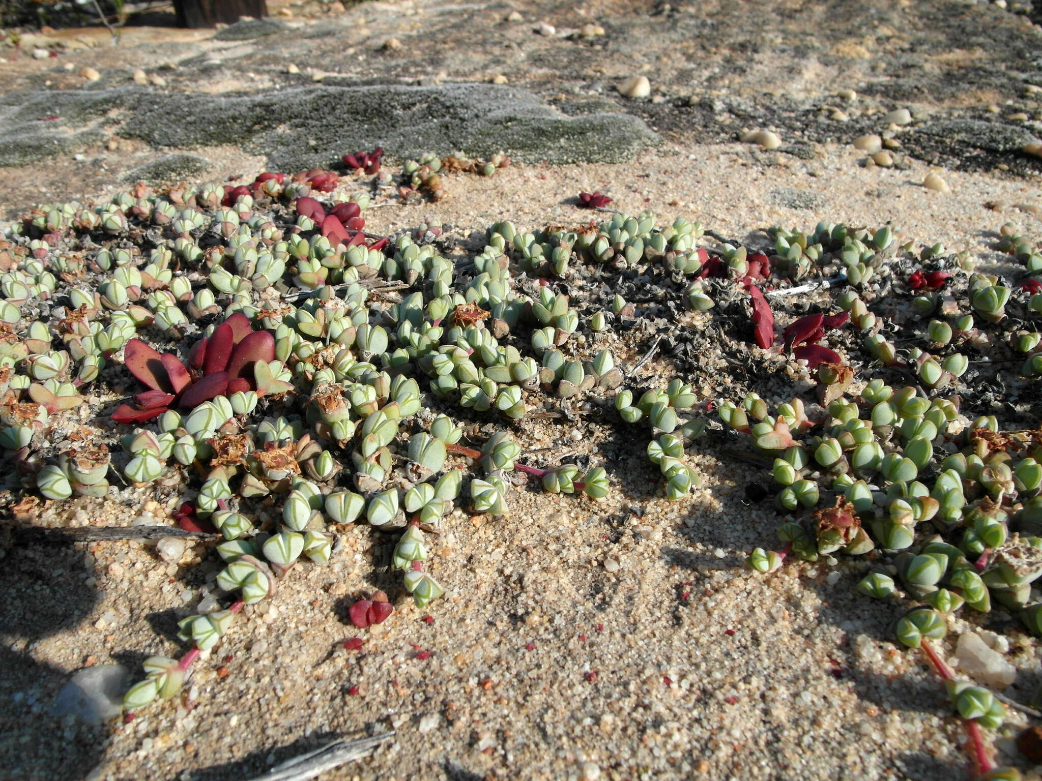 Image of Braunsia maximiliani (Schlechter & Berger) Schwant.