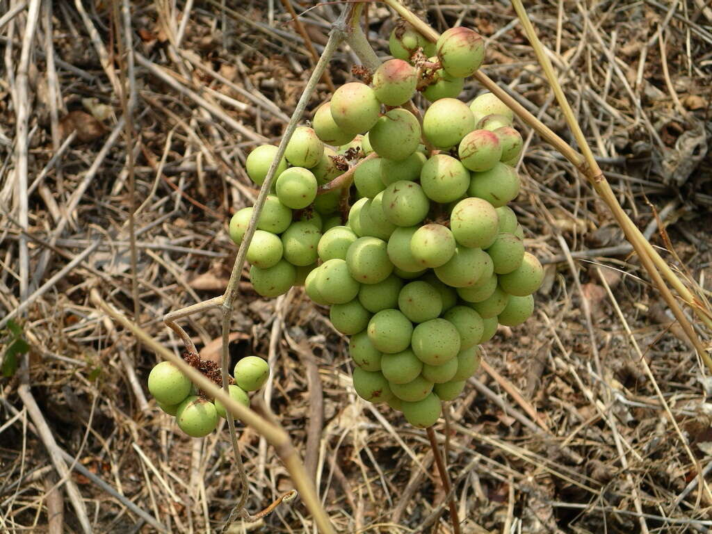 Image of Ampelocissus acapulcensis (Kunth) Planch.