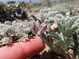 Image of Tidestrom's lupine