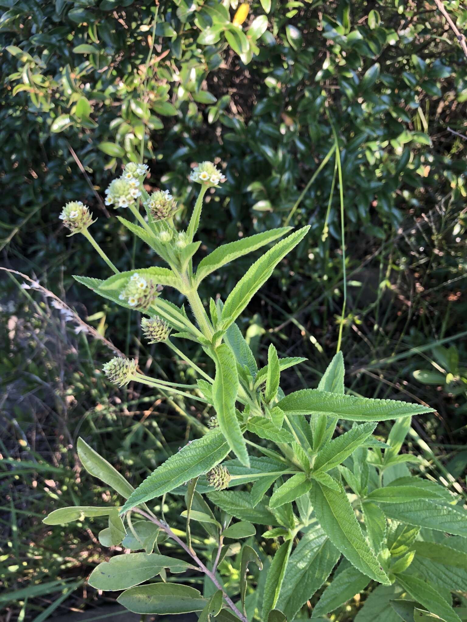 Image of Lippia rehmannii H. Pearson