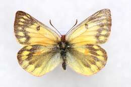 Image of Colias ladakensis Felder & Felder 1865