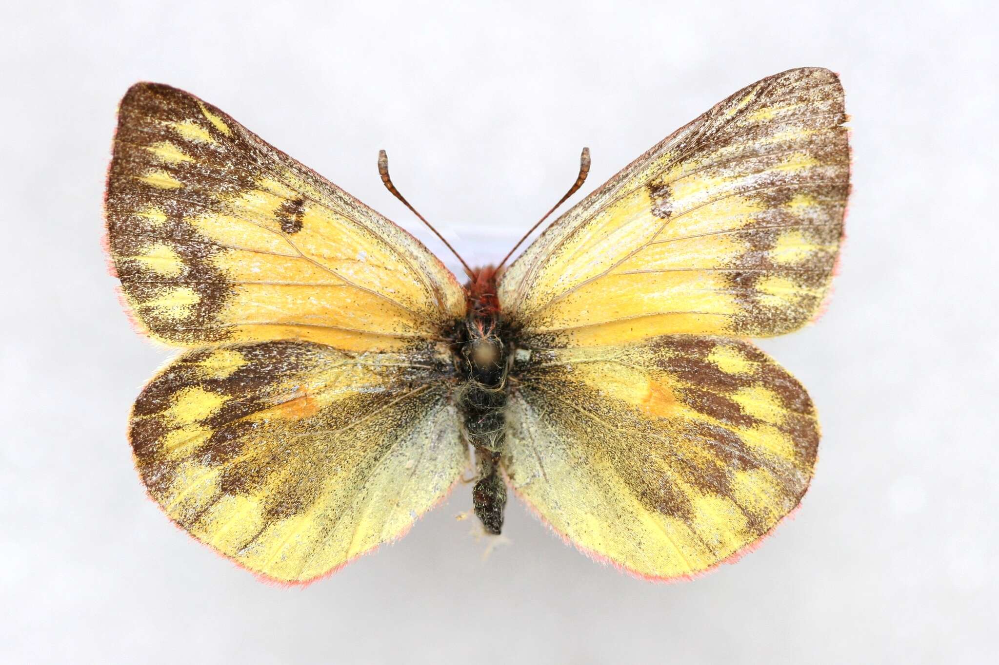 Image of Colias ladakensis Felder & Felder 1865