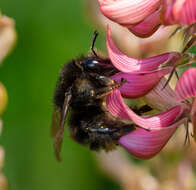 Image of Brown-banded carder bee