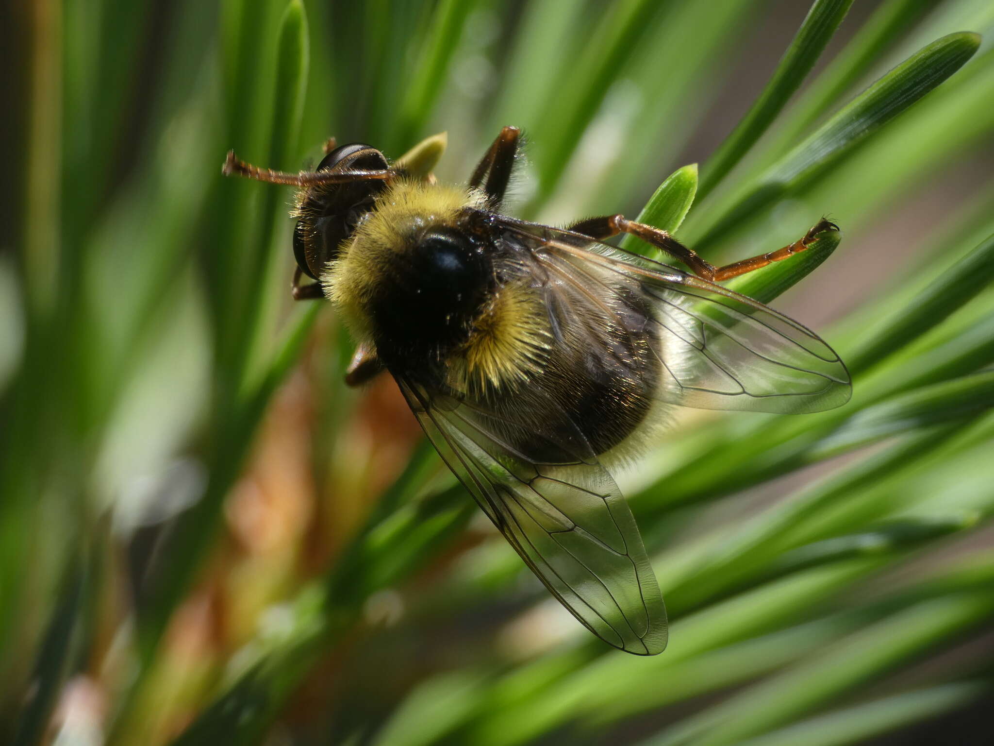 Image of Sericomyia bombiformis (Fallen 1810)