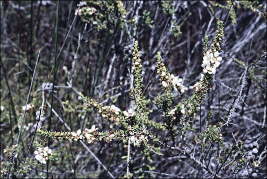 Слика од Leptospermum liversidgei R. T. Baker & H. G. Smith