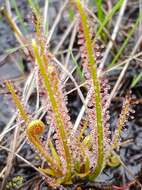 Image de Drosera filiformis Raf.