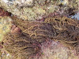 Image of Sargassum agardhianum