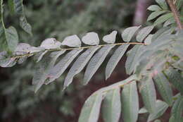 Plancia ëd Pterocarya rhoifolia Sieb. & Zucc.