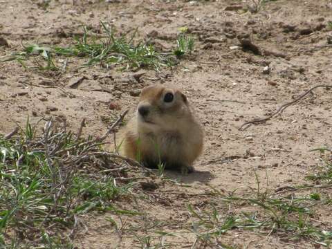 Image of Yellow Ground Squirrel