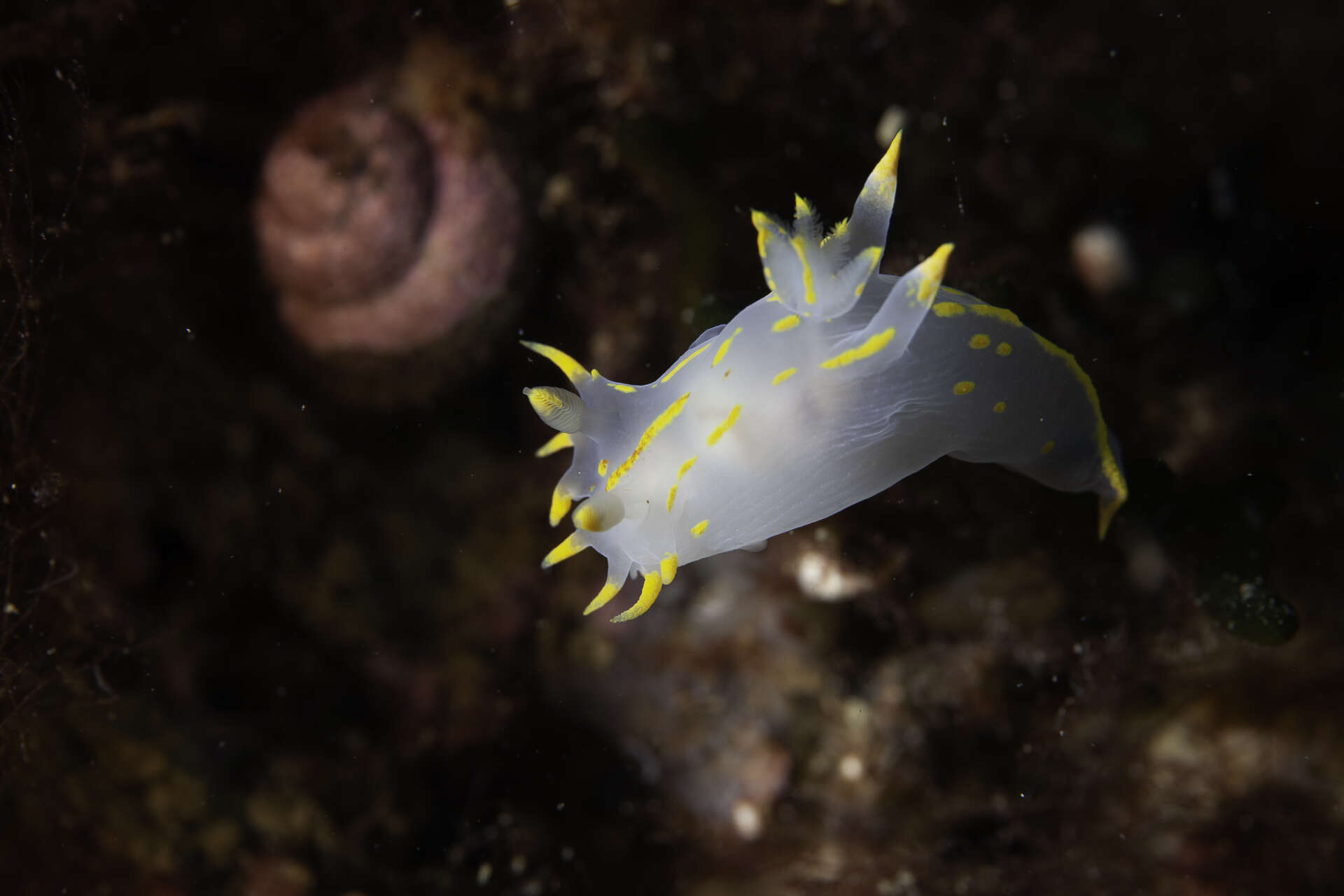 Imagem de Polycera marplatensis Franceschi 1928