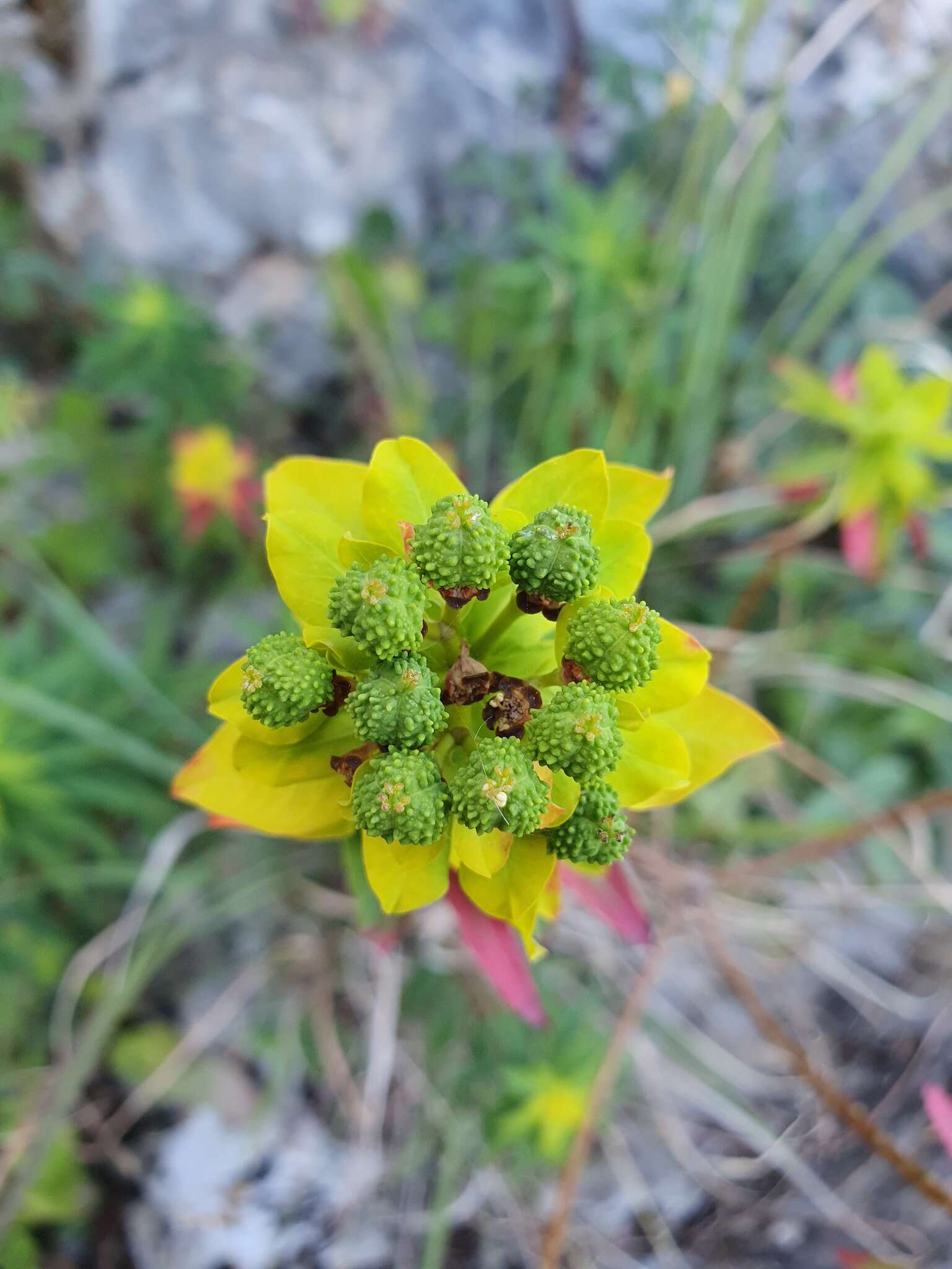 Image of Euphorbia bivonae Steud.