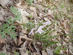 Image de Corydalis tarkiensis Prokh.