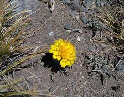 Image of Hypochaeris meyeniana (Walp.) Griseb.