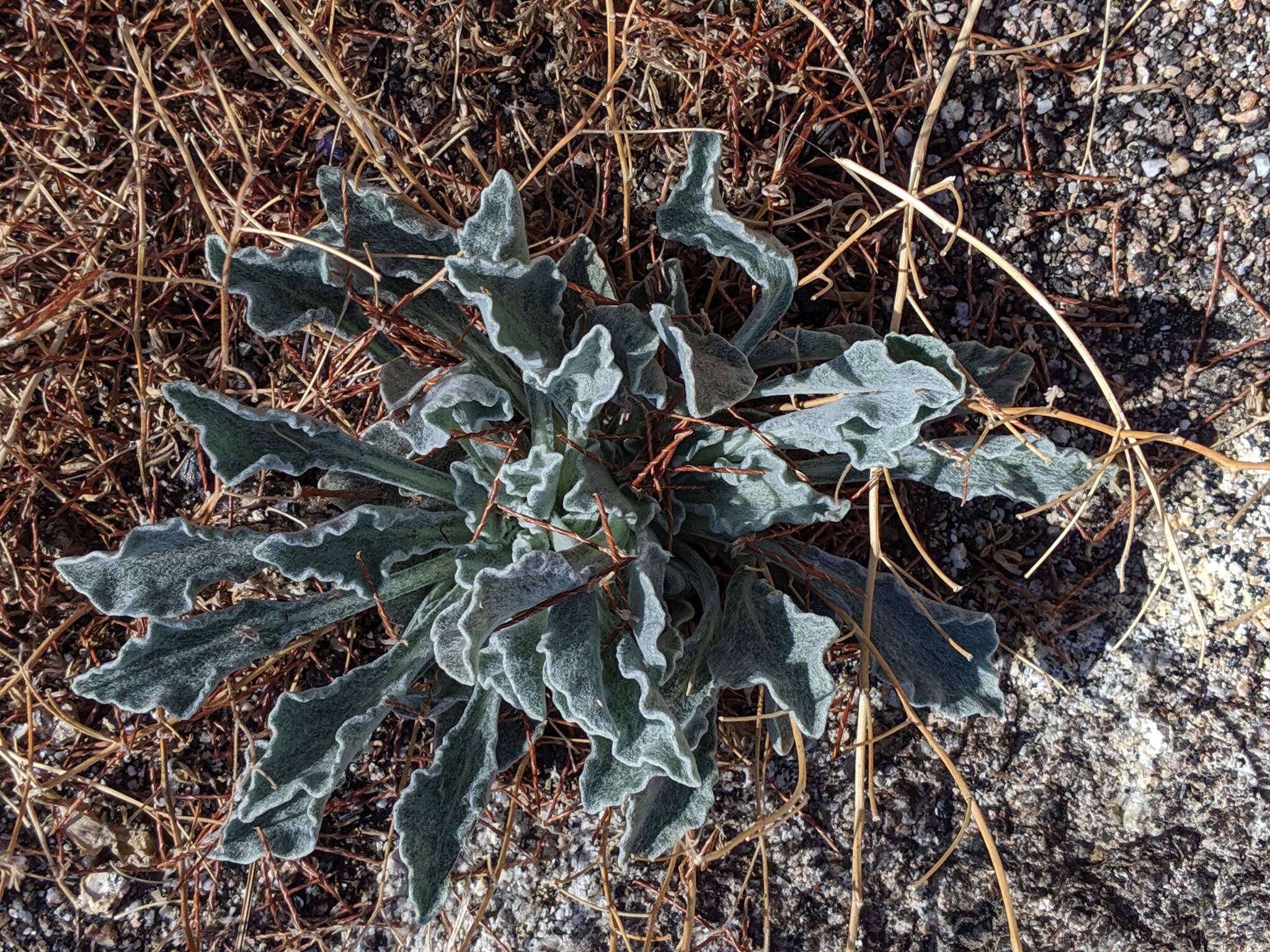 Plancia ëd Hulsea vestita subsp. callicarpha (Hall) Wilken