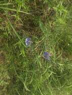 Image of meadow flax