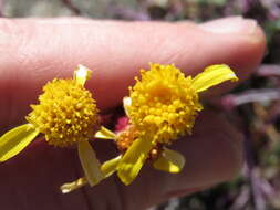 Image of Tehachapi ragwort