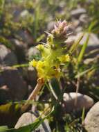 Image of Lachenalia longibracteata E. Phillips