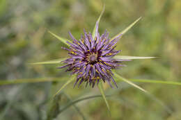 Image of Tragopogon coelesyriacus Boiss.