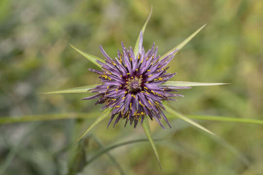 Image of Tragopogon coelesyriacus Boiss.