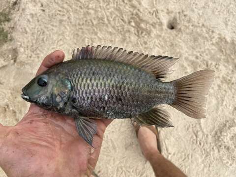 Sivun Sarotherodon nigripinnis (Guichenot 1861) kuva