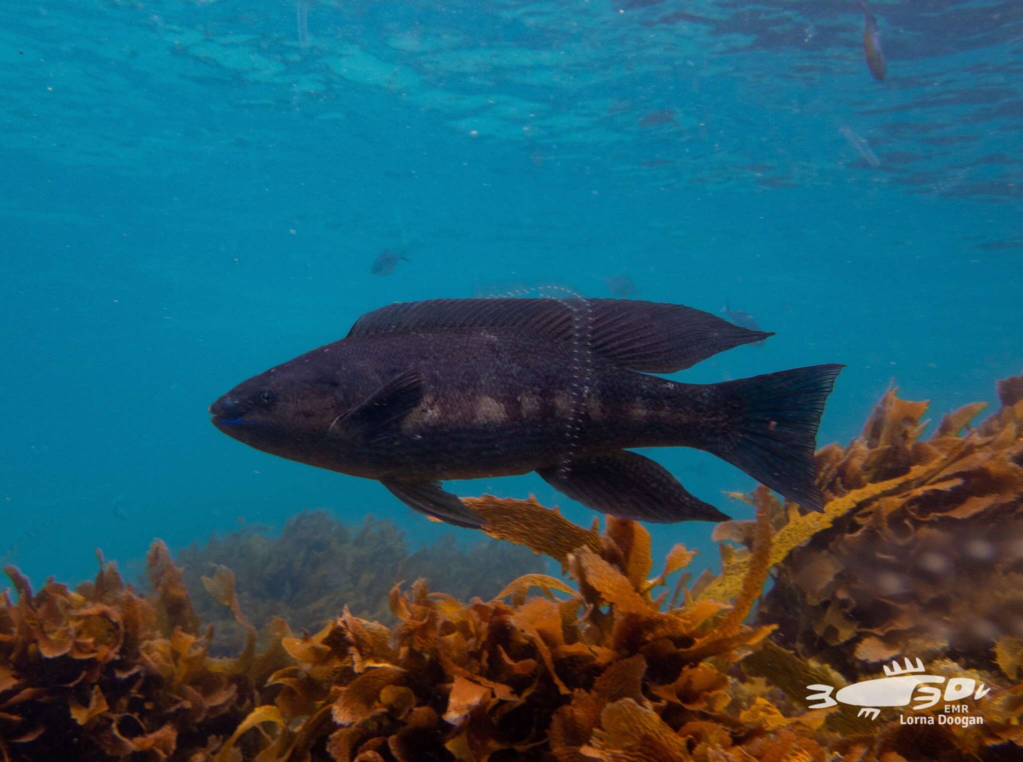 Image of Butterfish