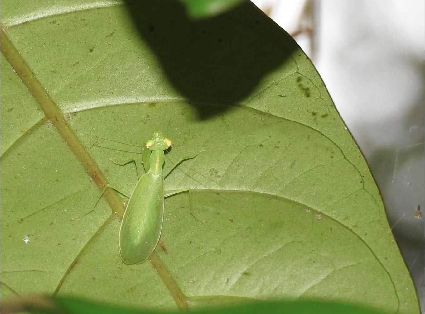 Image of Tropidomantis (Tropidomantis) gressitti Tinkham 1937