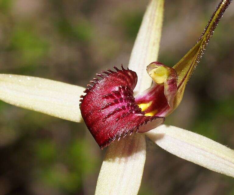 Image of Tawny spider orchid