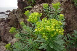 Слика од Euphorbia jolkinii Boiss.